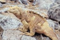 Santa Fe land iguana, Galapagos Islands, Ecuador Royalty Free Stock Photo