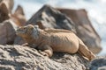 Santa Fe Land Iguana on Santa Fe Island, Galapagos Islands, Ecuador, South America Royalty Free Stock Photo