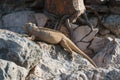 Santa Fe Land Iguana on Santa Fe Island, Galapagos Islands, Ecuador, South America Royalty Free Stock Photo