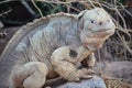 A Santa Fe land iguana, a species endemic to the Isla Sante Fe on the Galapagos Islands