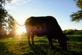 Santa Gertrudis Cow grazing, swatting tail at flies