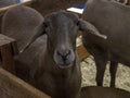 Santa ines sheep confined in stable