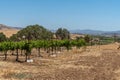 View over tiny vineyard at San Lorenzo Seminary, Santa Inez, CA, USA