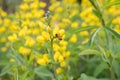 Santa Inez goldenbanner Thermopsis macrophylla, yellow flowers and honeybee Royalty Free Stock Photo