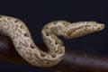 Santa Isabella ground boa / Candoia carinata paulsoni