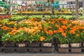 Garden center and floral market. Variety of flowers, trees, plants, different types of potting soil and organic fertilizers, Sprin