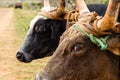 Santa Maria de Fe, Misiones, Paraguay - Heads of the Bulls Tied in a Carriage in Santa Maria, Paraguay