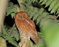 Santa Marta Screech Owl, Megascops gilesi Royalty Free Stock Photo