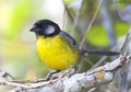 Santa-Martastruikgors, Santa Marta Brush-Finch, Atlapetes melanocephalus