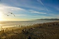 AERIAL: Beautiful shot of seagulls flying over Santa Monica Beach at sunset Royalty Free Stock Photo