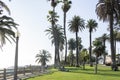 Santa Monica near Venice Beach with lawn and palm trees Royalty Free Stock Photo