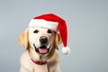 Santa Paws: Dog in Santa Ha