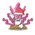 Santa pink seaweed in the mascot aquarium