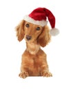 Santa puppy Royalty Free Stock Photo