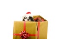 Santa Puppy Christmas Gift Royalty Free Stock Photo