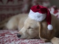 Santa puppy at christmas time laying down Royalty Free Stock Photo