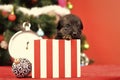 Santa puppy at Christmas tree in present box. Royalty Free Stock Photo