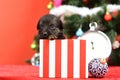 Santa puppy at Christmas tree in present box. Royalty Free Stock Photo