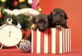 Santa puppy at Christmas tree in present box. Royalty Free Stock Photo