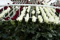 Roses on a cutting plantation during the harvest period are sorted by size