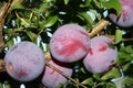 Santa Rosa Plum tree with fruits, Prunus salicina `Santa Rosa` Royalty Free Stock Photo