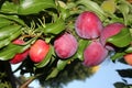 Santa Rosa Plum tree with fruits, Prunus salicina `Santa Rosa` Royalty Free Stock Photo