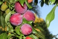 Santa Rosa Plum tree with fruits, Prunus salicina `Santa Rosa`