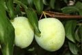Santa Rosa Plum tree with young green fruit, Prunus salicina `Santa Rosa`