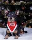 Santa`s Favourite Dog Miniature Pinscher Terrier Lying Under Christmas Tree Royalty Free Stock Photo