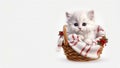 Santa's kitten - a cute white kitten sits in a basket with New Year's decor.