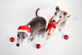 Santa whippets with christmas baubles Royalty Free Stock Photo