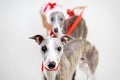 Santa whippets with christmas cart Royalty Free Stock Photo