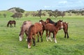 Santa Ynez Horses