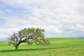 Santa Ynez Oak Royalty Free Stock Photo
