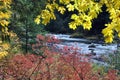 Santiam River Fall Colors