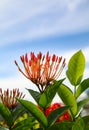 Santan flower