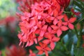 Santan Flower Royalty Free Stock Photo