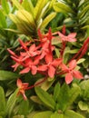 Santan Flower