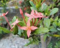 Santan Flower