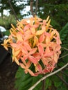 Santan flower palawan