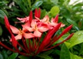 Santan flower after rain Royalty Free Stock Photo