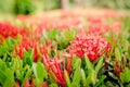 Santan Ixora coccinea