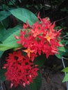 Santan / Ixora