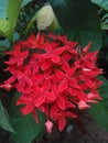 Santan / Ixora