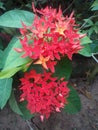 Santan / Ixora