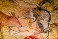 Prehistoric animal drawings on the ceiling of the Altamira Caves in northern Spain Royalty Free Stock Photo