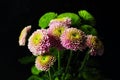 Santini chrysanthemum Royalty Free Stock Photo