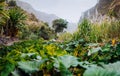 Santo Antao. Cape Verde. Lotus plants in lush green valley on the bottom of a mountain