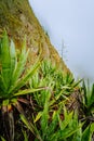 Santo Antao island at Cabo Verde. Agave plants on volcano terrain with mountain ridges above the valley Royalty Free Stock Photo