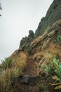 Santo Antao island at Cabo Verde. Yucca plants on volcano terrain route with mountain ridges above the valley Royalty Free Stock Photo